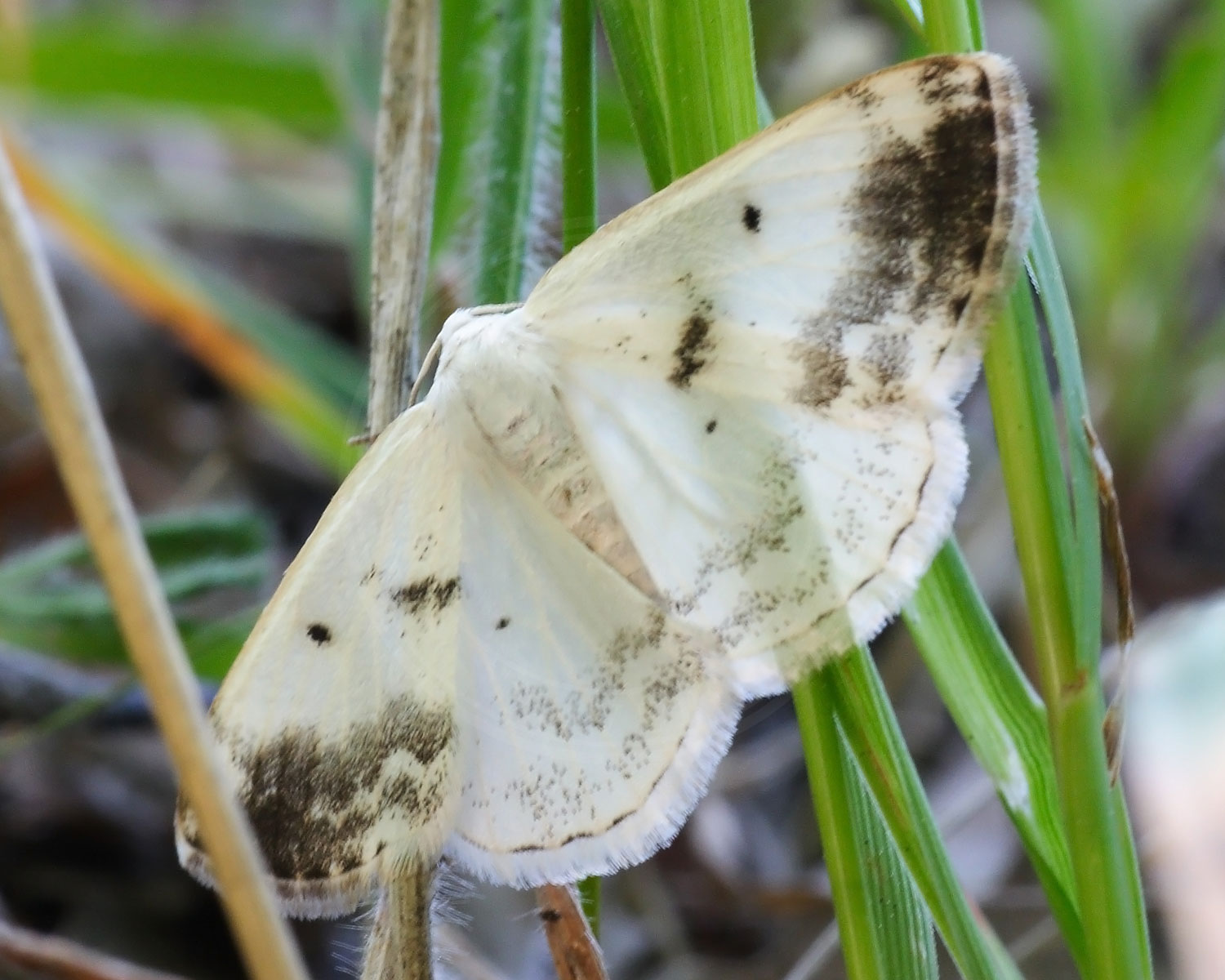 Tobåndet Atlaskmåler sidder med spredte vinger så man kan se de flotte bånd og farver