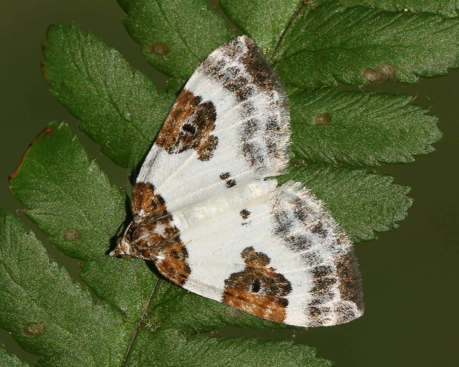Tofarvet Bladmåler sidder på grønne blade, med spredte vinger, så man kan se de flotte aftegninger