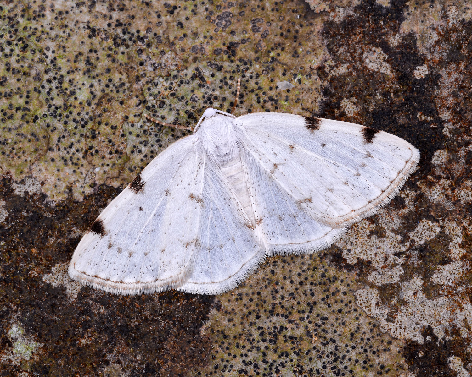 Toplettet Atlaskmåler sidder på et stykke bark