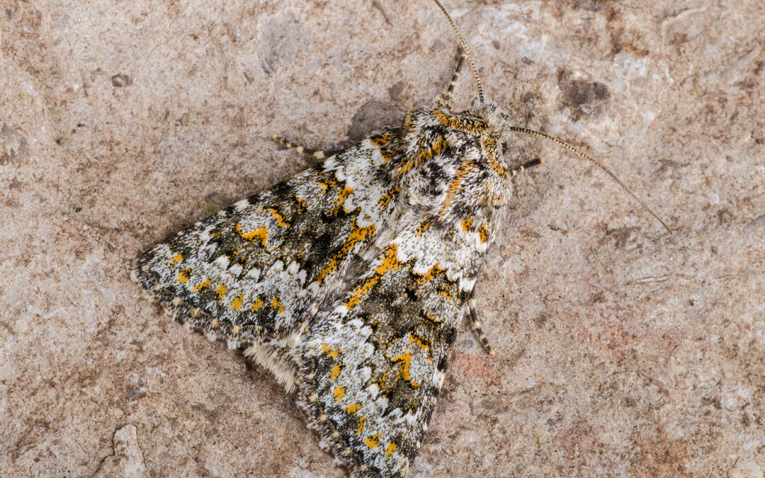 Tornet Salat-Ugle – Hecatera dysodea