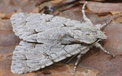 Treforkugle Acronicta tridens