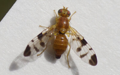 Trypeta immaculata Trypeta immaculata