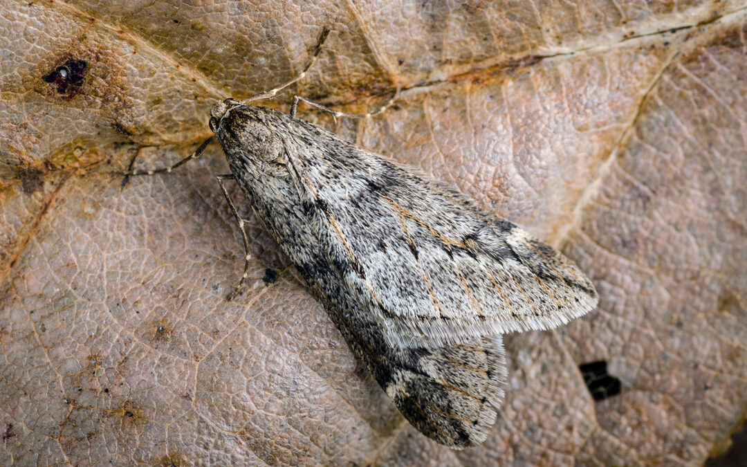 Uldgumpmåler – Alsophila aescularia