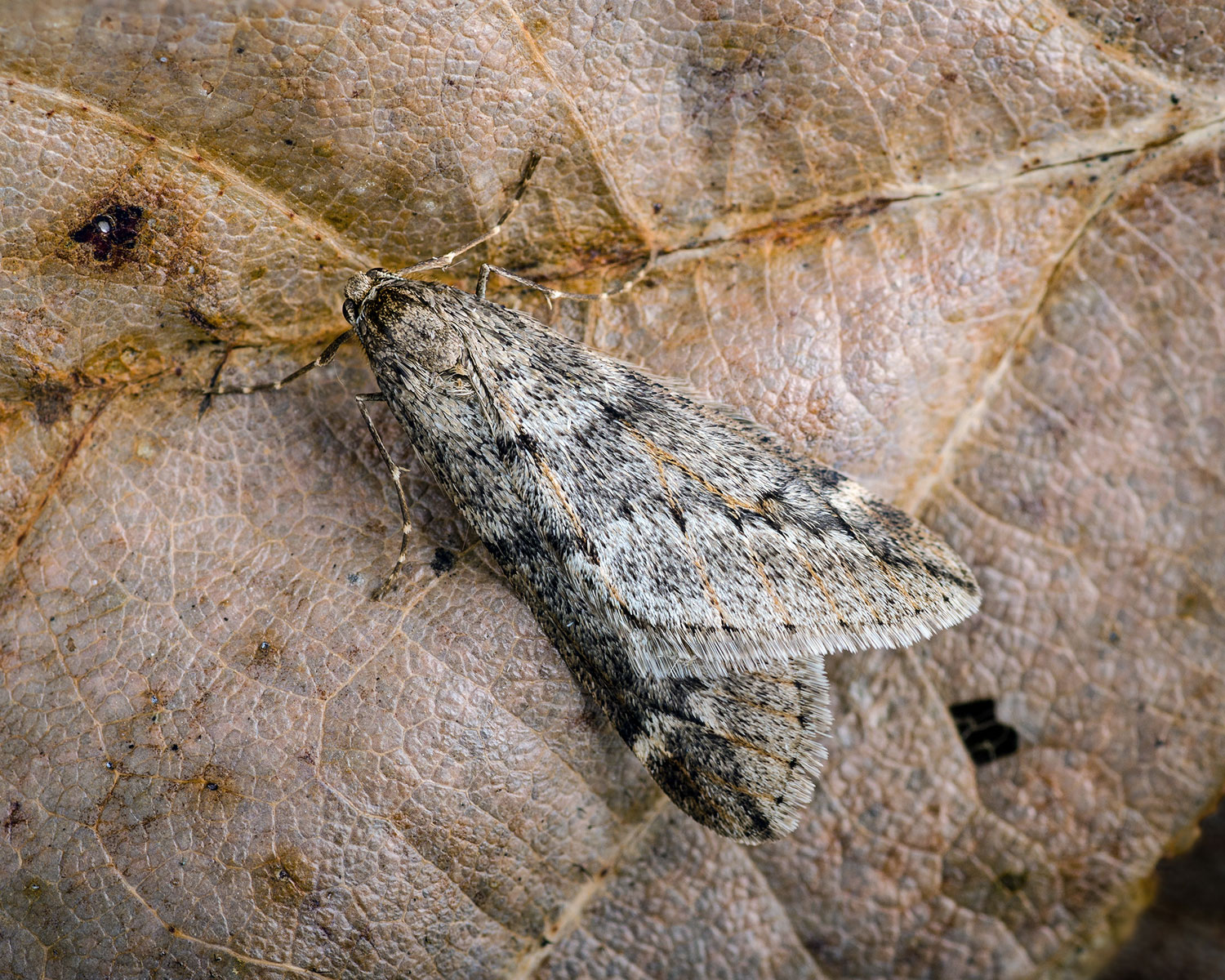 Uldgumpmåler sidder på et vissent blad