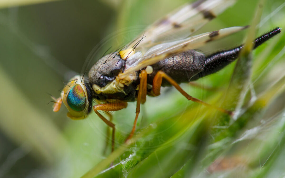 Urophora stylata ses helt tæt på fra siden