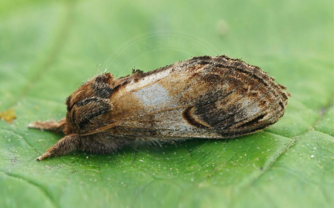 Zigzagspinder – Notodonta ziczac