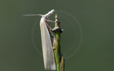 Crambus perlella Crambus perlella