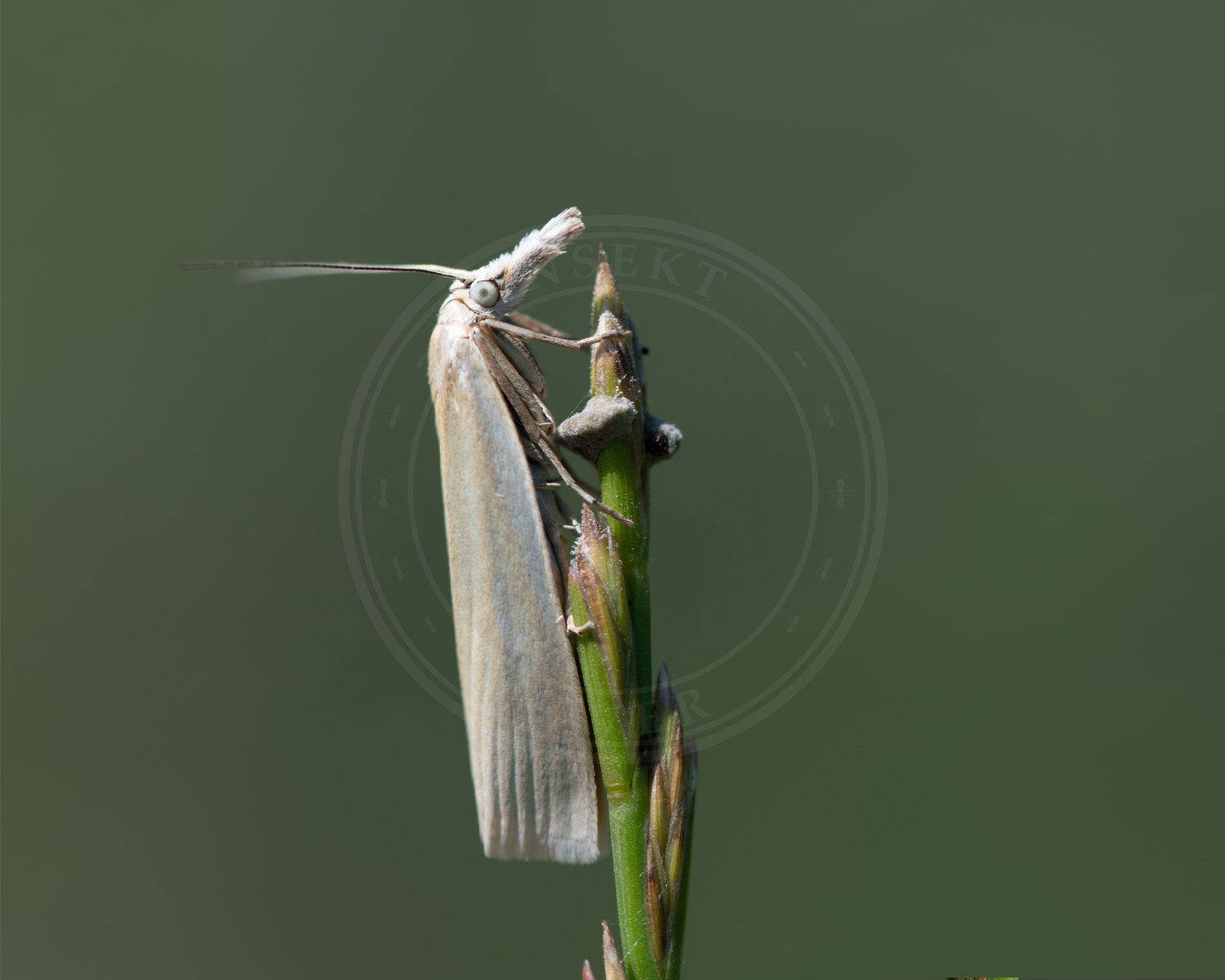 Crambus perlella sidder på opretstående stængel