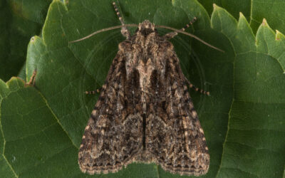 Det Korte W Apamea remissa