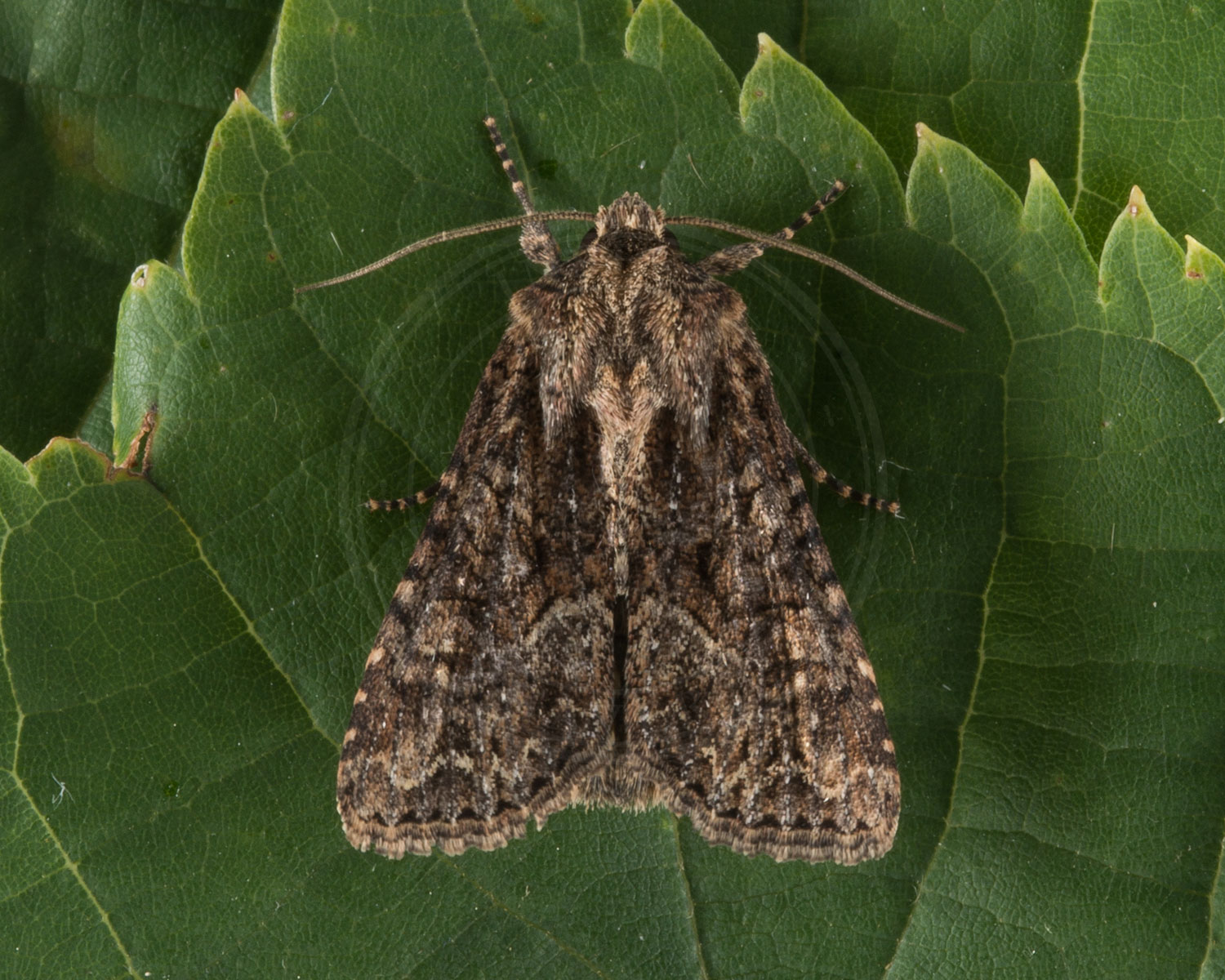 Det Korte W sidder på grønt blad