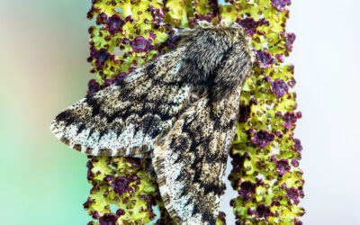 Ege-Vintermåler Apocheima hispidaria