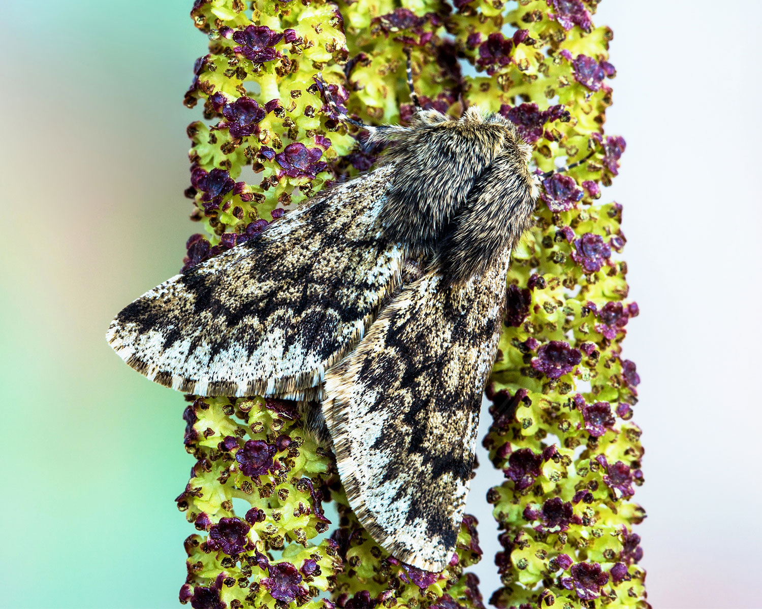 Ege-Vintermåler sider på stængel med blomster