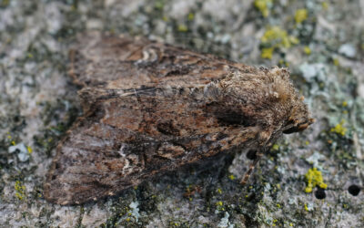 Harmonisk Stængelugle Apamea unanimis