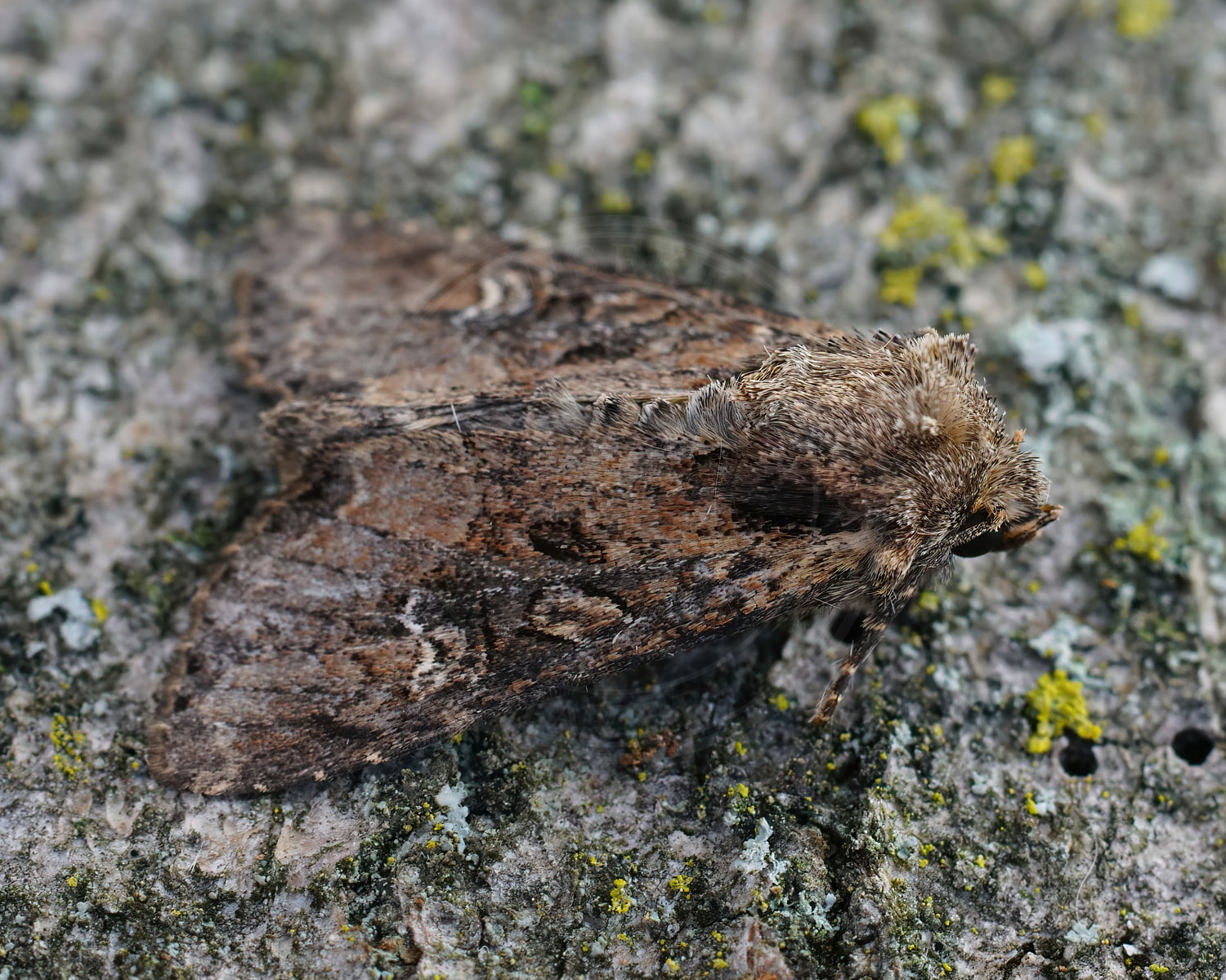 Harmonisk Stængelugle sidder på et stykke bark