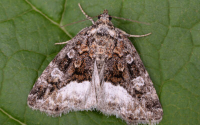 Hvidhjørnet Dagugle Deltote pygarga