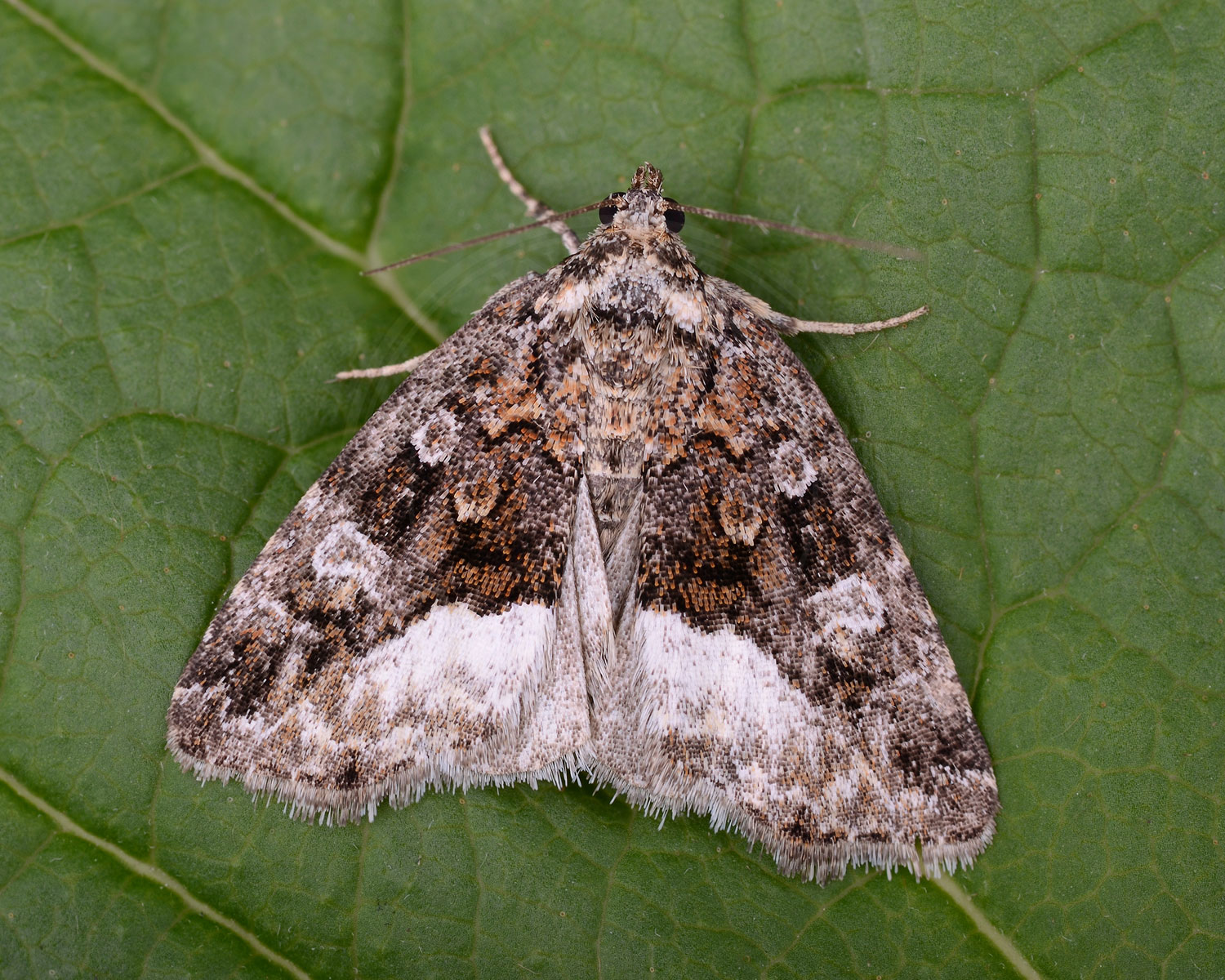 Hvidhjørnet Dagugle sidder på grønt blad