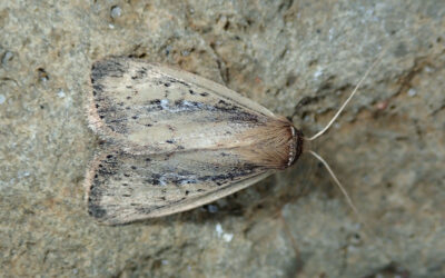 Hvidnakket Sivugle Archanara neurica