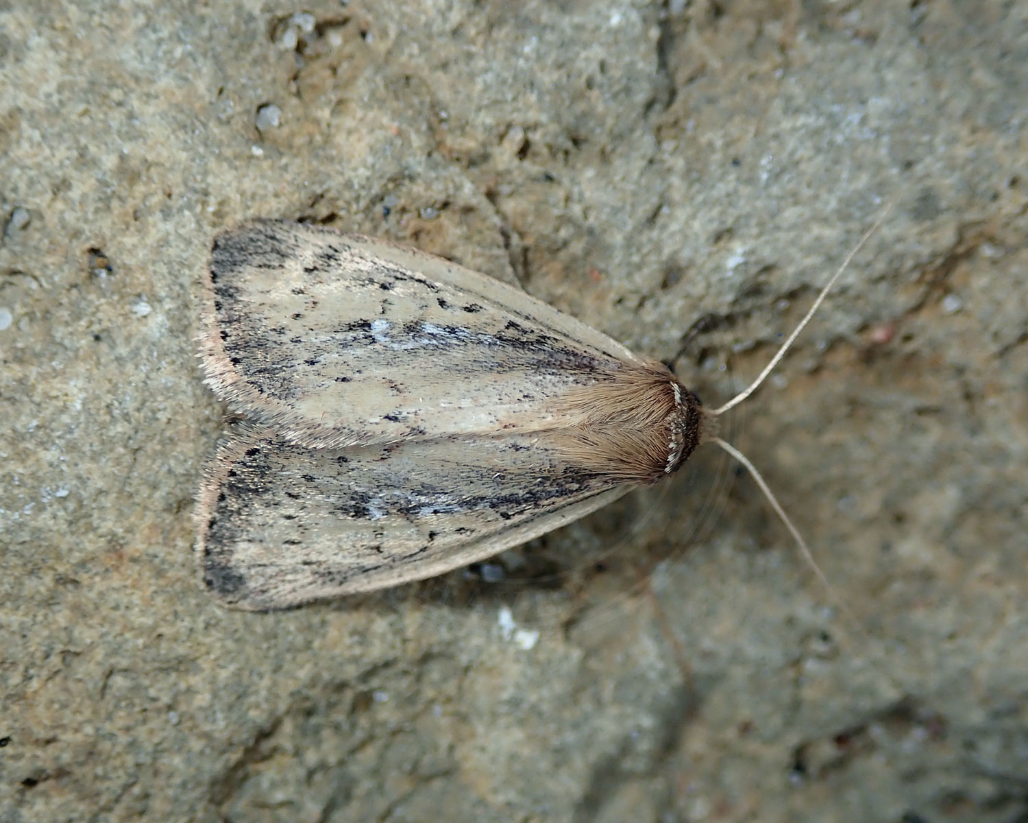 Hvidnakket Sivugle sidder på stor sten