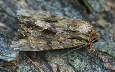 Mørk Stængelugle Apamea furva