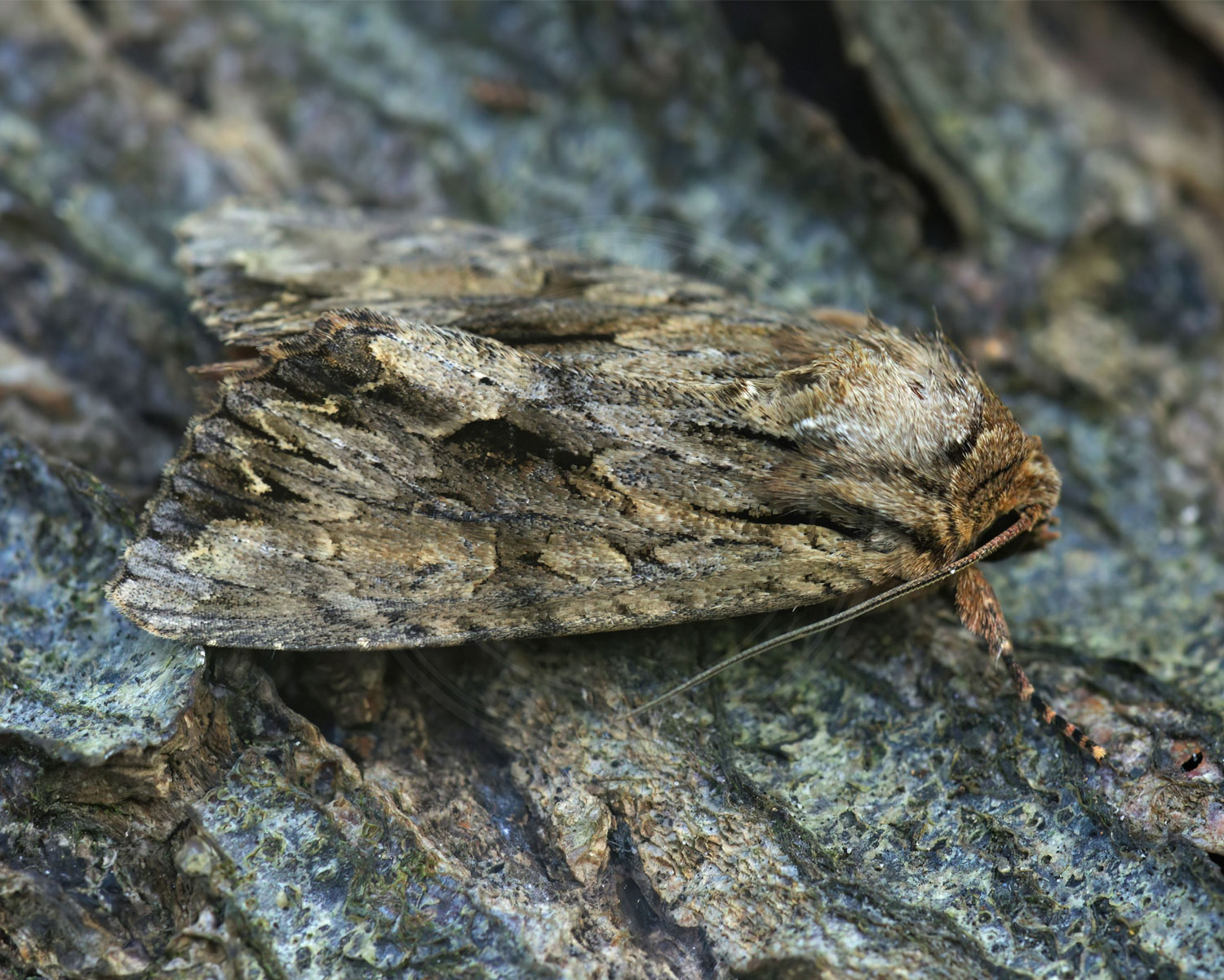 Mørk Stængelugle sidder på barken der sidder på gammelt træ
