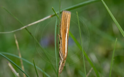 Okkergult Græsmøl Agriphila tristella