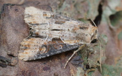 Slange-Stængelugle Lateroligia ophiogramma
