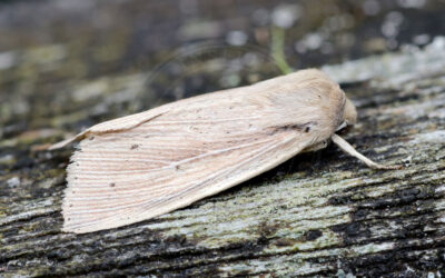 Spidsvinget Græsugle Mythimna straminea