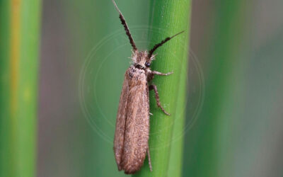 Stængelmøl Ochsenheimeria taurella