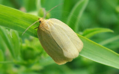 Timothevikler Zelotherses paleana