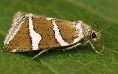 Tvebånd-Dagugle Deltote bankiana