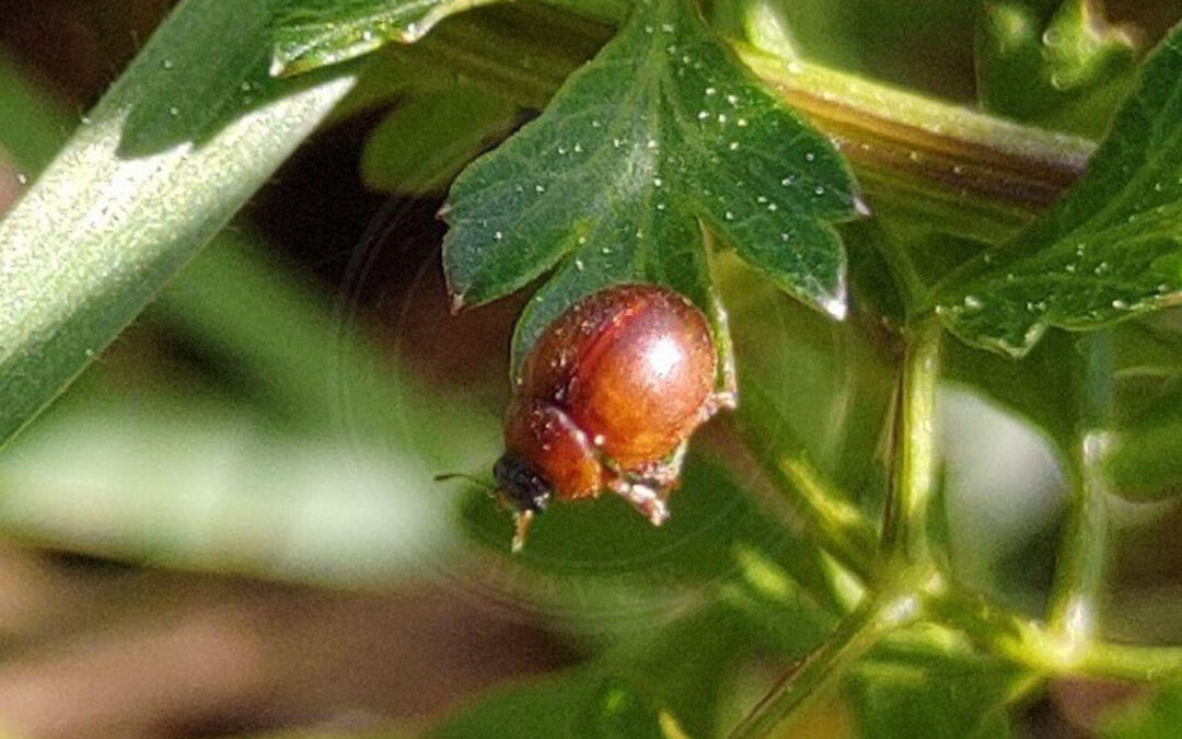 Vingeløs Mariehøne Cynegetis impunctata