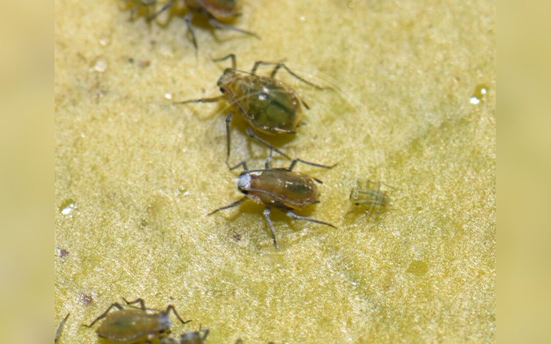 Her ses et billede af arten Åkandebladlus (Rhopalosiphum nymphaeae). Fotoet er taget af Reiner Jakubowski og hentet fra Wikimedia Commons (CC BY-SA 4.0).