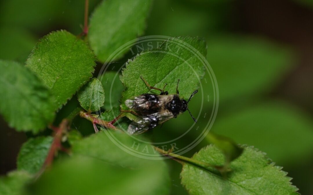 Abia fasciata – Abia fasciata