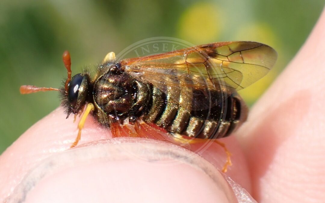 Abia nitens – Abia nitens