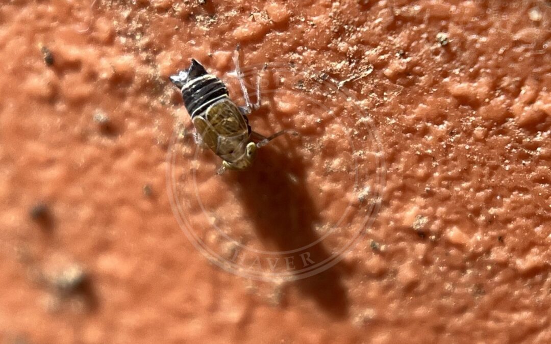 Acanthodelphax denticauda