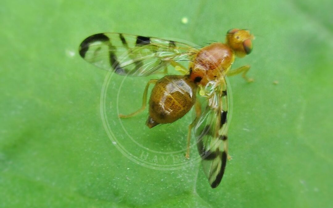 Acidia cognata – Acidia cognata