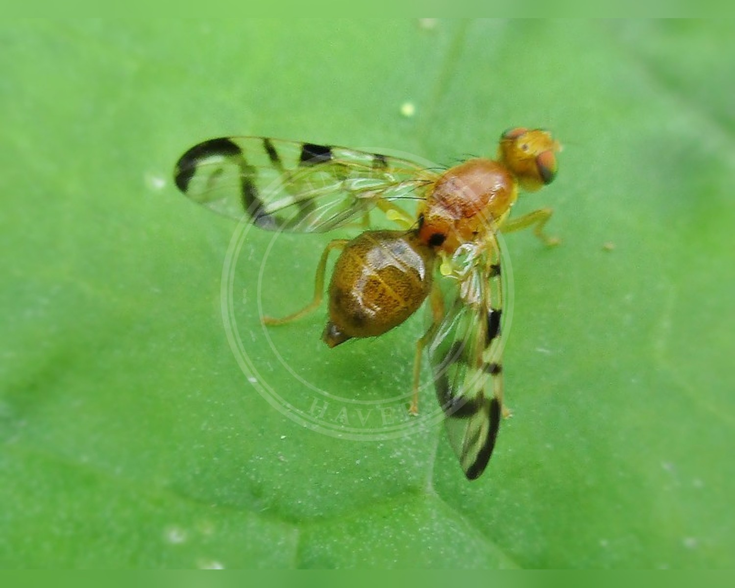 Her ses et billede af arten Acidia cognata. Fotoet er taget af Bj.schoenmakers og hentet fra Wikimedia Commons (CC0).