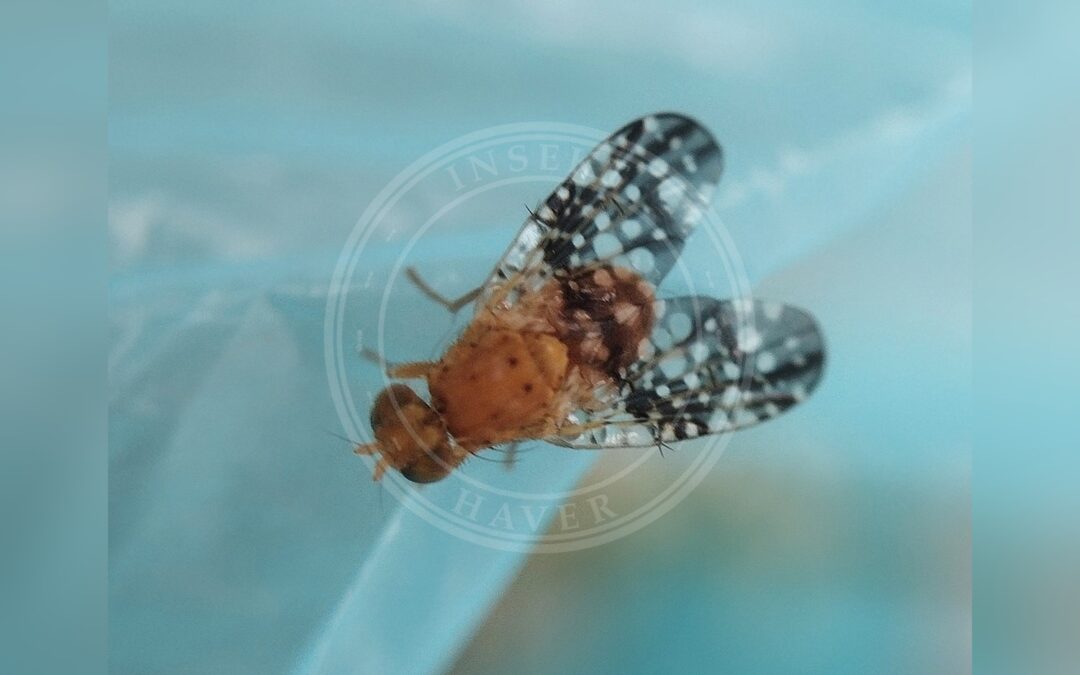 Her ses et billede af arten Acinia corniculata. Fotoet er taget af Mikko Heikkinen og hentet fra iNaturalist (CC BY).