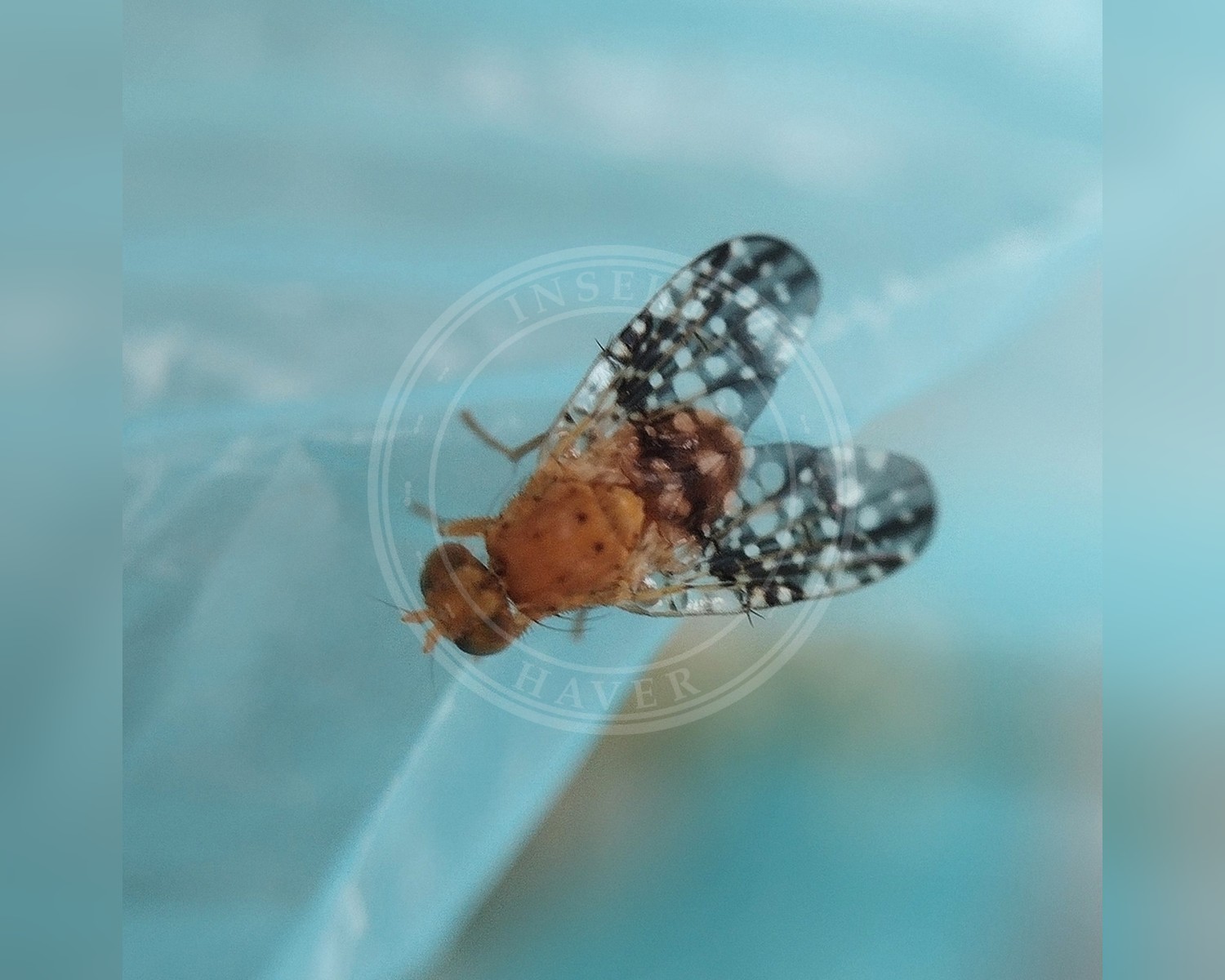 Her ses et billede af arten Acinia corniculata. Fotoet er taget af Mikko Heikkinen og hentet fra iNaturalist (CC BY).