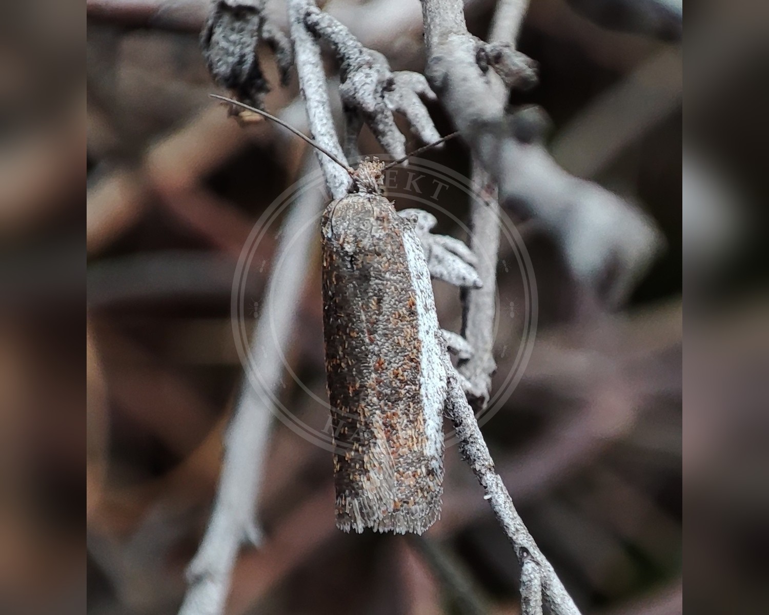Her ses et billede af arten Acleris fimbriana. Fotoet er taget af Svyatoslav Knyazev og hentet fra iNaturalist (CC BY).