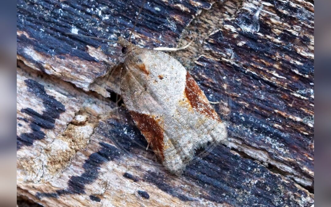 Acleris laterana – Acleris laterana