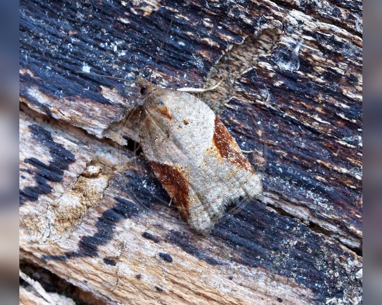 Her ses et billede af arten Acleris laterana. Fotoet er taget af Ben Sale og hentet fra Wikimedia Commons (CC BY 2.0).