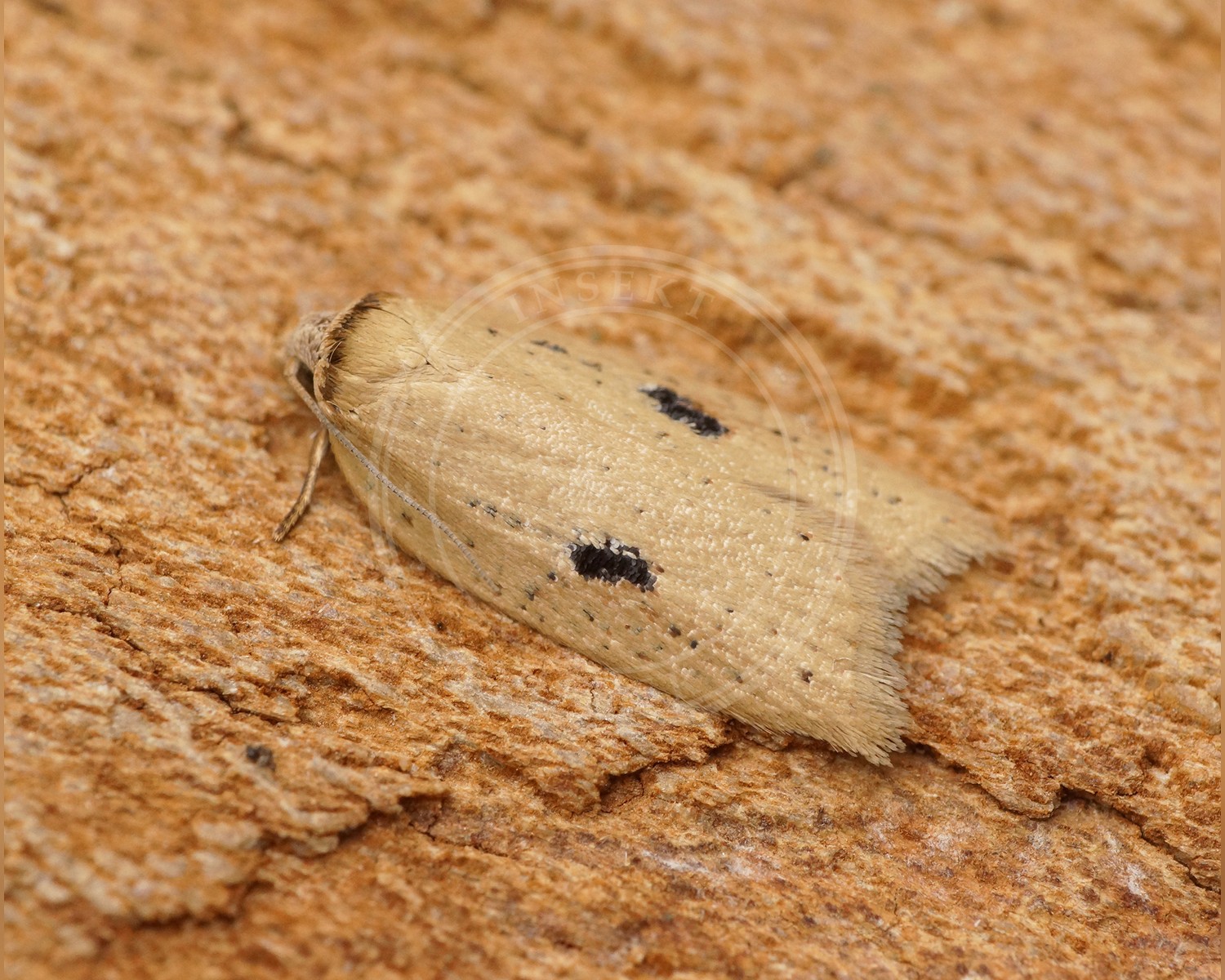Her ses et billede af arten Acleris lorquiniana. Fotoet er taget af Ben Sale og hentet fra Wikimedia Commons (CC BY 2.0).