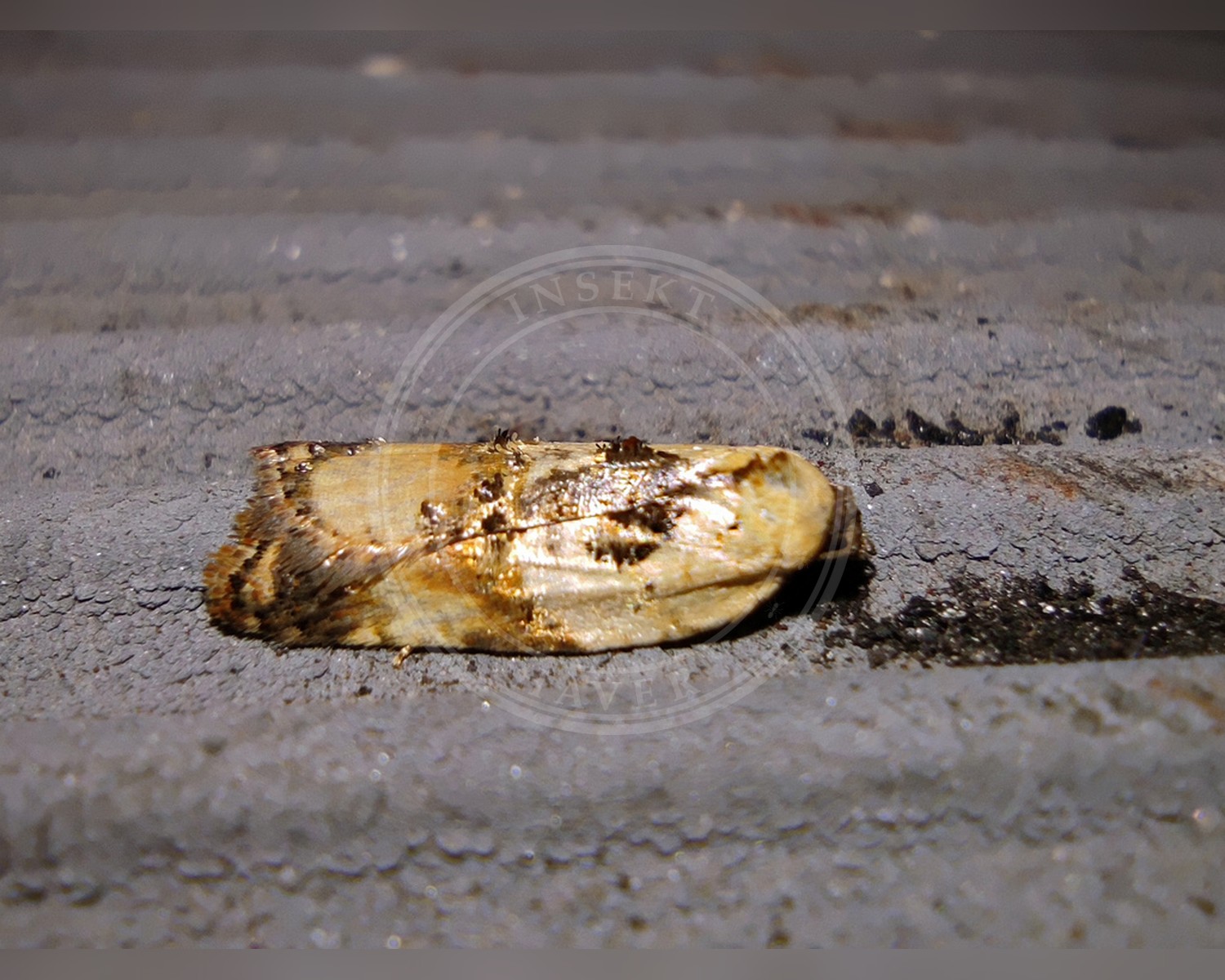 Her ses et billede af arten Acleris permutana. Fotoet er taget af Vasily Moryashkin og hentet fra iNaturalist (CC BY).