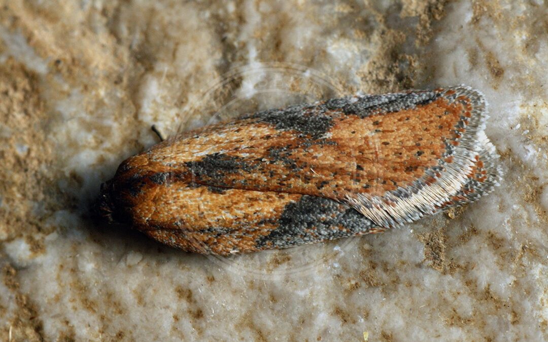 Acleris rufana