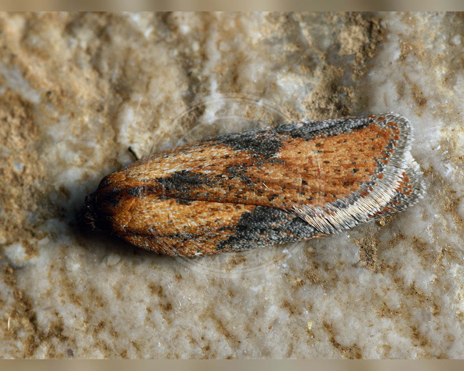 Her ses et billede af arten Acleris rufana. Fotoet er taget af Ilia Ustyantsev og hentet fra Wikimedia Commons (CC BY-SA 2.0).