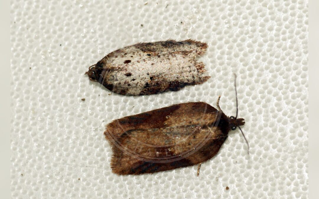 Acleris schalleriana – Acleris schalleriana