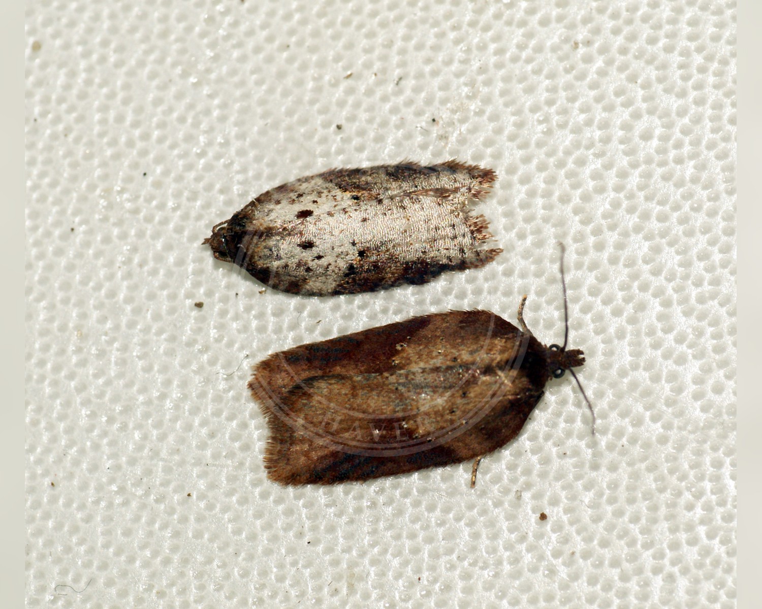 Her ses et billede af arten Acleris schalleriana. Fotoet er taget af Ben Sale og hentet fra Wikimedia Commons (CC BY 2.0).