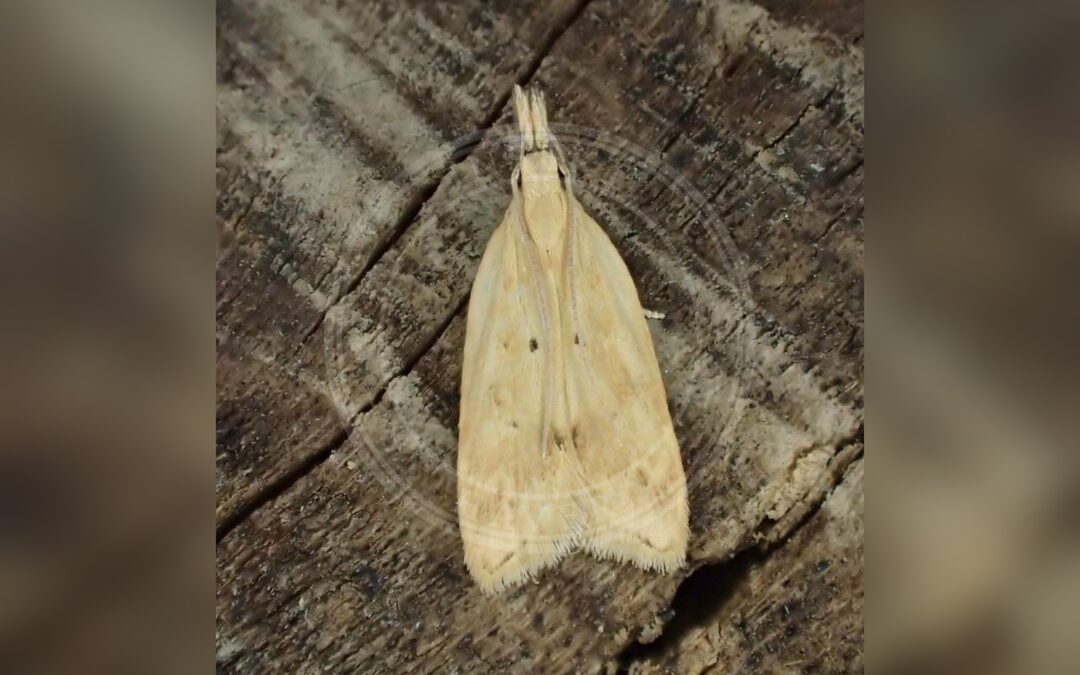 Acompsia schmidtiellus