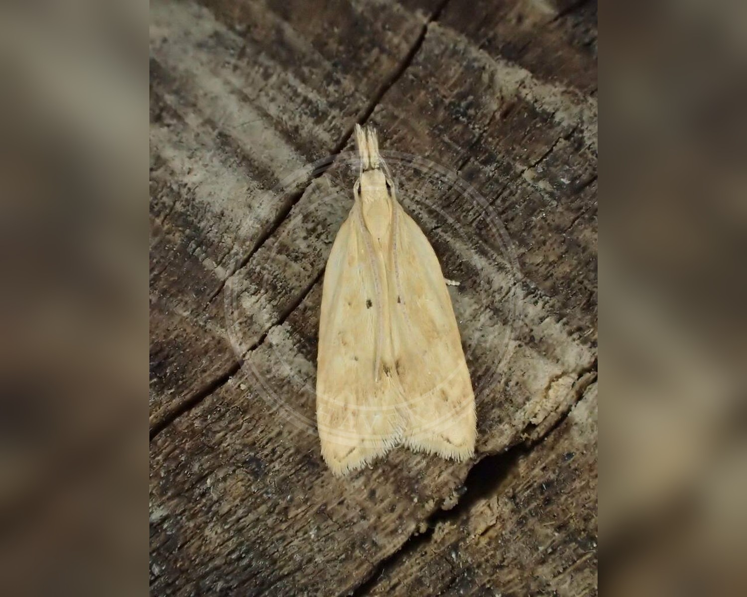 Her ses et billede af arten Acompsia schmidtiellus. Fotoet er taget af Dave Shenton og hentet fra iNaturalist (CC BY).